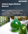 藻类生质燃料市场规模、份额和成长分析（按类型、应用和地区划分）：产业预测（2026-2033 年）