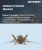 Crickets Market Size, Share, and Growth Analysis, By Product (Whole Cricket, Cricket Powder), By Application (Processed Whole Crickets, Protein Supplement Powder), By End User, By Region - Industry Forecast 2026-2033